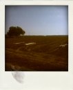 DSC00029-pola.jpg