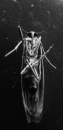 bug1.png